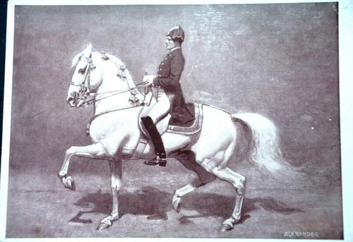 47395 chevaux école - ak,